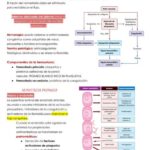Diferencia entre hemostasia y trombosis
