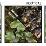 Diferencia entre hepáticas y antocerotas