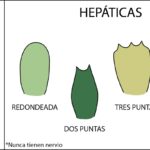 Diferencia entre hepáticas y musgos