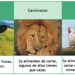 Diferencia entre herbívoros carnívoros y omnívoros