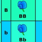 Diferencia entre herencia monohíbrida y dihíbrida