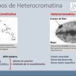 Diferencia entre heterocromatina constitutiva y facultativa