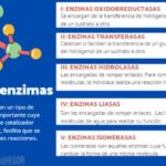 Diferencia entre hidrolasas y liasas