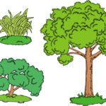 Diferencia entre hierbas arbustos y árboles