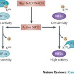 Diferencia entre HIF-1α y HIF-2α