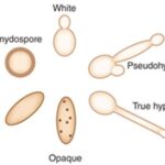 Diferencia entre hifas y pseudohifas