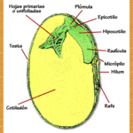 Diferencia entre hilio y micrópilo