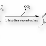 Diferencia entre histidina e histamina
