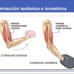 Diferencia entre isotónico e isométrico