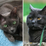 Diferencia entre Korat y Azul Ruso