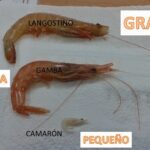Diferencia entre krill y camarón