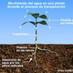 Diferencia entre la acción capilar y la transpiración