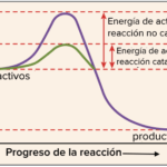 Diferencia entre la actividad enzimática y la actividad específica