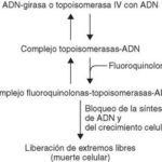 Diferencia entre la ADN girasa y la topoisomerasa