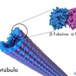 Diferencia entre la alfa y la beta tubulina