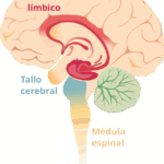 Diferencia entre la amígdala y el hipotálamo