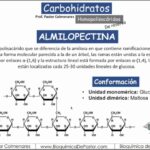Diferencia entre la amilosa amilopectina y el glucógeno