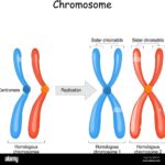 Diferencia entre la anafase 1 y 2