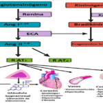 Diferencia entre la angiotensina 1 y la angiotensina 2