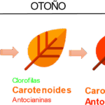 Diferencia entre la antocianina y los carotenoides