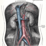 Diferencia entre la aorta y la vena cava