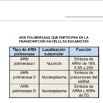 Diferencia entre la ARN polimerasa 1 2 y 3