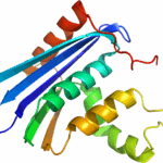 Diferencia entre la ARNasa A y la ARNasa H