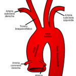 Diferencia entre la arteria coronaria y la carótida