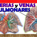 Diferencia entre la arteria pulmonar y la vena pulmonar