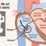 Diferencia entre la aurícula derecha y la izquierda