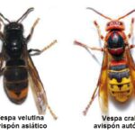 Diferencia entre la avispa asiática y la avispa europea