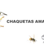 Diferencia entre la avispa chaqueta amarilla y la abeja melífera