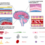 Diferencia entre la barrera hematoencefálica y la barrera hematoencefálica