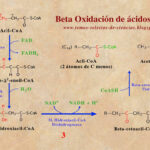 Diferencia entre la beta oxidación y la síntesis de ácidos grasos