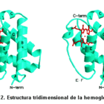 Diferencia entre la cadena alfa y la cadena beta en la hemoglobina