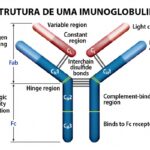 Diferencia entre la cadena ligera kappa y la lambda