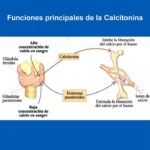 Diferencia entre la calcitonina y la hormona paratiroidea
