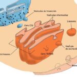 Diferencia entre la cara cis y trans del aparato de Golgi