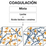 Diferencia entre la caseína ácida y la caseína del cuajo