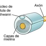 Diferencia entre la célula de Schwann y la vaina de mielina