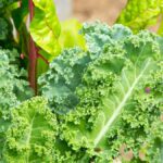 Diferencia entre la col rizada y la lechuga