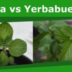Diferencia entre la menta y la hierbabuena