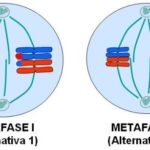 Diferencia entre la metafase 1 y 2