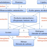 Diferencia entre la metanogénesis hidrogenotrófica y acetoclástica