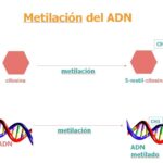 Diferencia entre la metilación del ADN y la metilación de las histonas