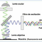 Diferencia entre la microscopía de fluorescencia y la microscopía de epifluorescencia