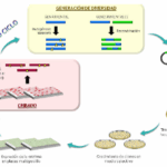 Diferencia entre la mutagénesis dirigida y la mutagénesis aleatoria