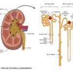Diferencia entre la nefrona cortical y la nefrona yuxtamedular
