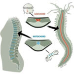 Diferencia entre la notocorda y la columna vertebral