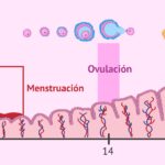 Diferencia entre la ovulación y la menstruación